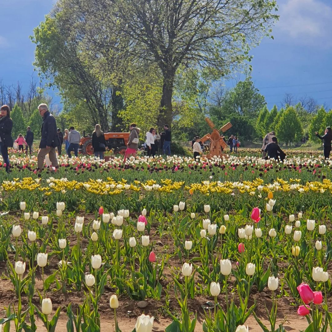Campo Tulipani di Arese