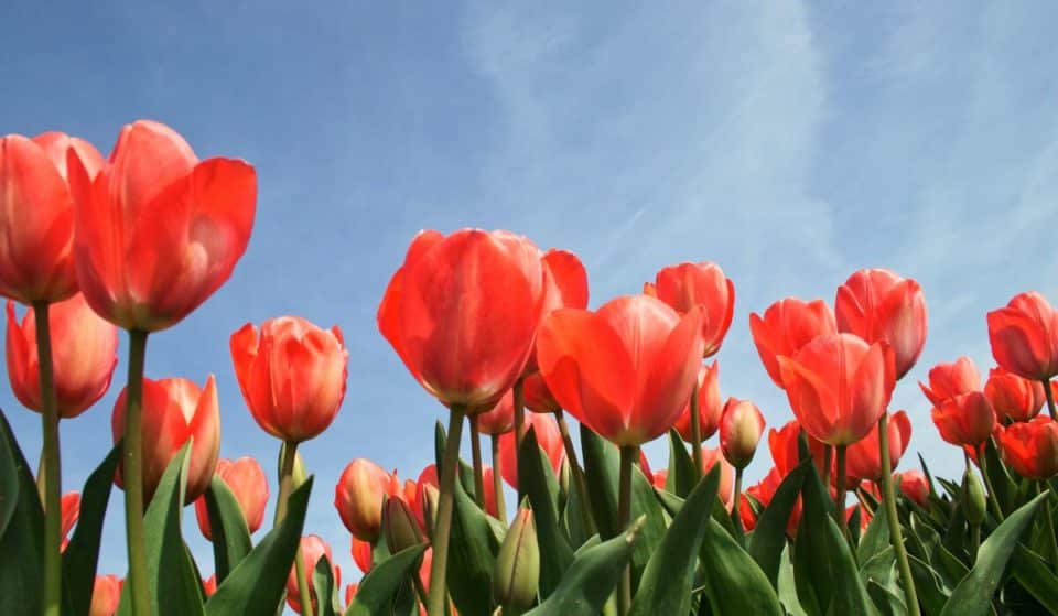 Ti piacciono i tulipani? Ecco 4 giardini dove andare per trovarli