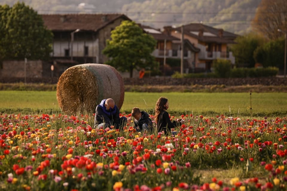 Campo di tulipani vicino Milanpo - Tulipania
