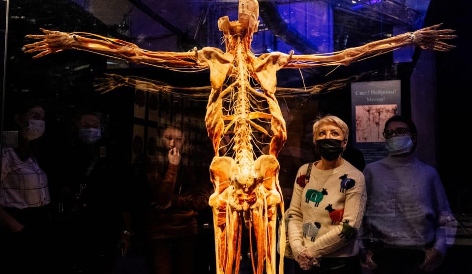 Body Worlds: a Milano arriva la mostra con i cadaveri plastinati