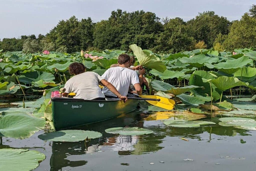A un’ora da Milano puoi andare in canoa in mezzo a una foresta di fiori di loto