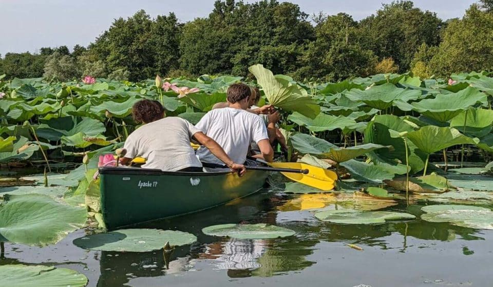 A un’ora da Milano puoi andare in canoa in mezzo a una foresta di fiori di loto