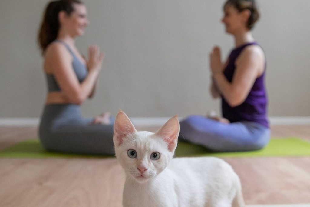 centro yoga gatti
