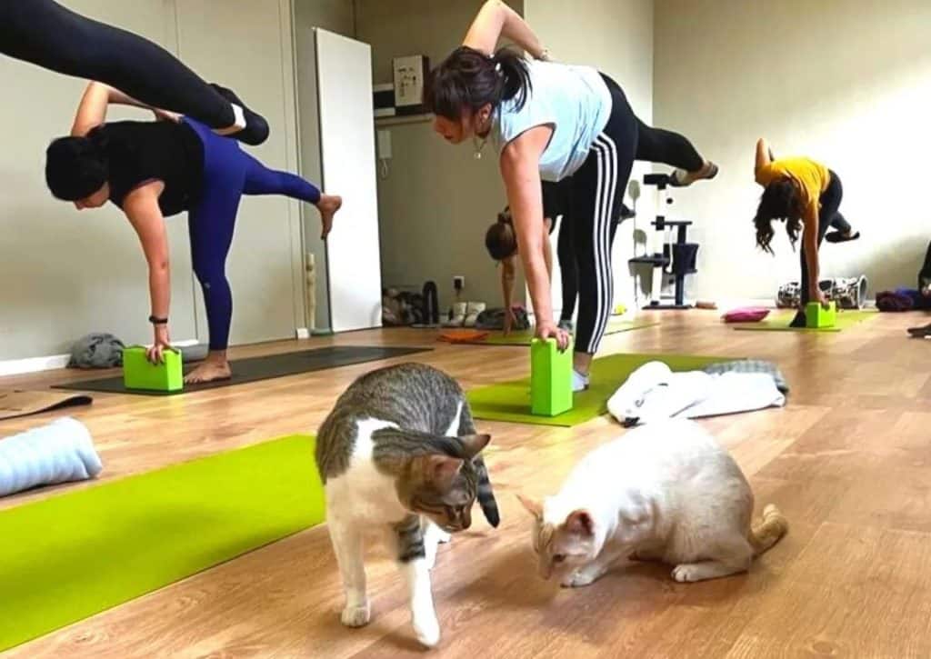 Marysoul yoga gatti